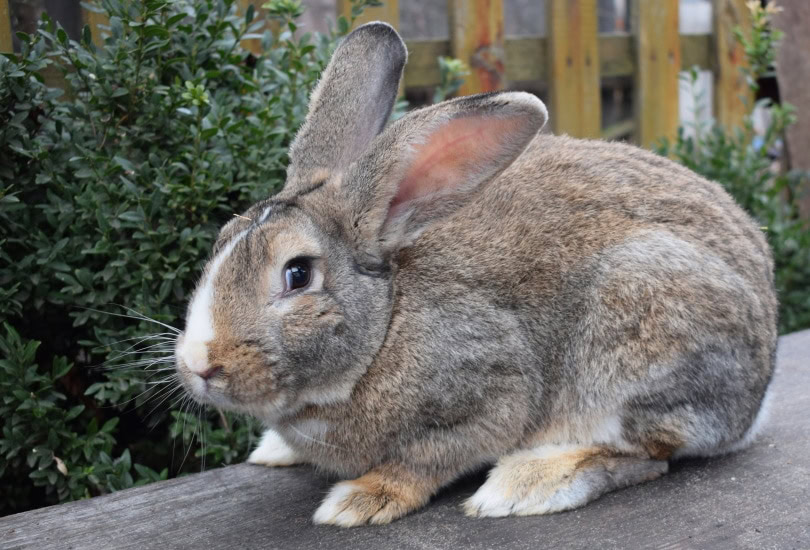 Netherland Dwarf